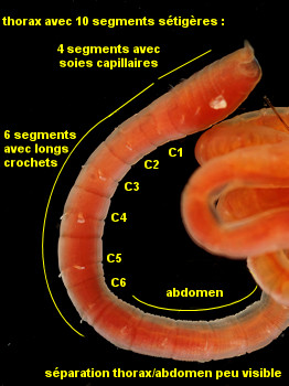 Mediomastus fragilis