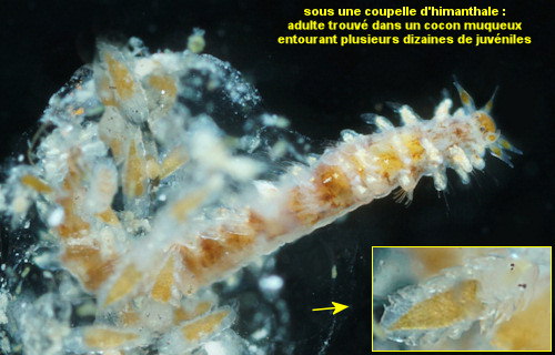 Micronereis variegata