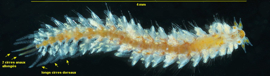 Micronereis variegata