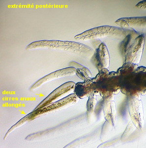 Micronereis variegata