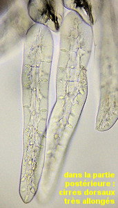 Micronereis variegata