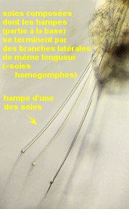 Micronereis variegata
