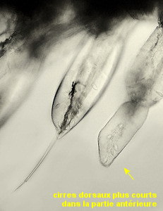 Micronereis variegata