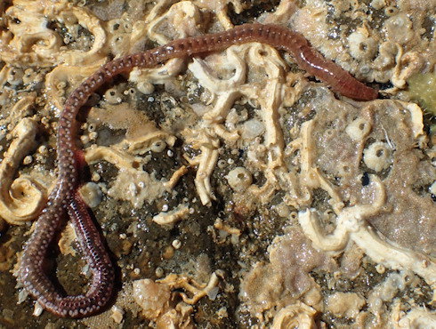 Neanthes nubila