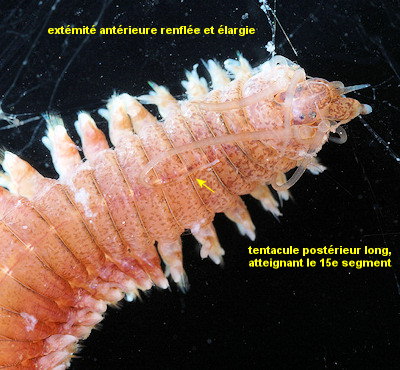 Neanthes nubila