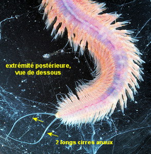 Neanthes nubila