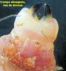 Neanthes nubila