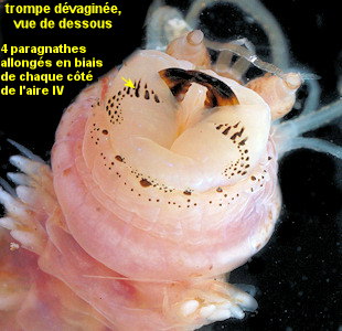 Neanthes nubila