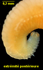 Pseudopotamilla reniformis