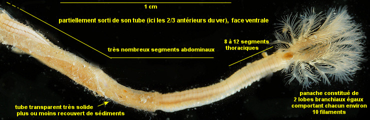Pseudopotamilla reniformis