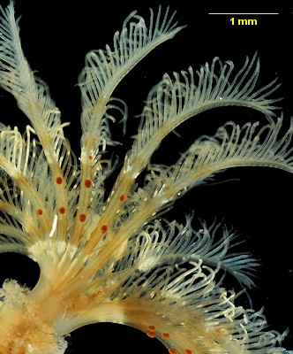 Pseudopotamilla reniformis