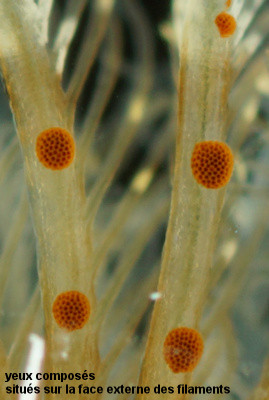 Pseudopotamilla reniformis