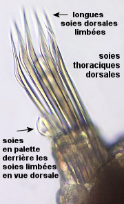Pseudopotamilla reniformis