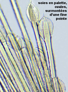 Pseudopotamilla reniformis