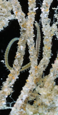 Pygospio elegans