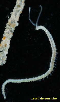 Pygospio elegans