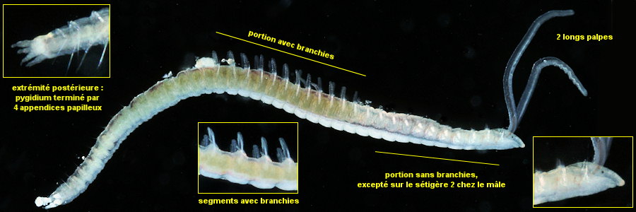 Pygospio elegans