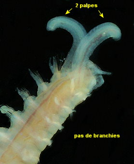 Spiophanes bombyx