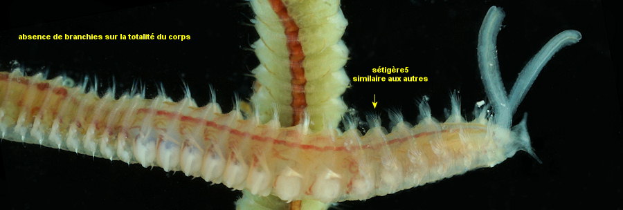 Spiophanes bombyx