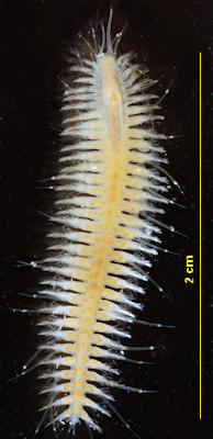 Subadyte pellucida