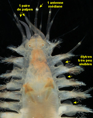 Subadyte pellucida