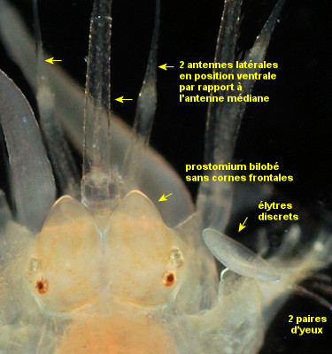 Subadyte pellucida