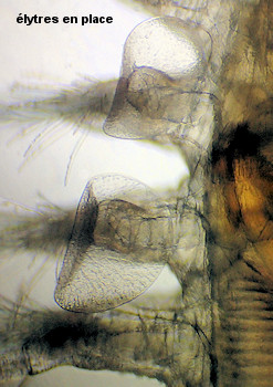 Subadyte pellucida