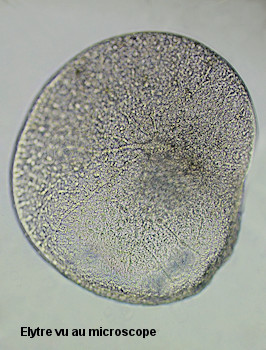 Subadyte pellucida