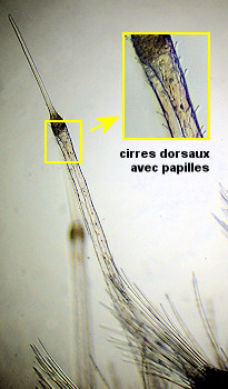 Subadyte pellucida