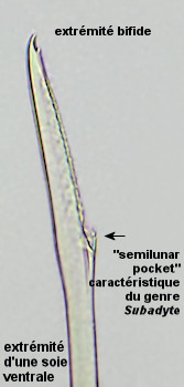 Subadyte pellucida