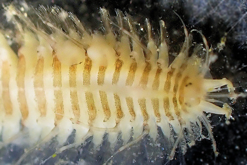 Subadyte pellucida