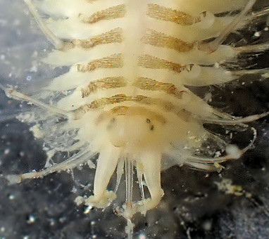 Subadyte pellucida