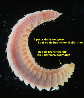 Travisia forbesii