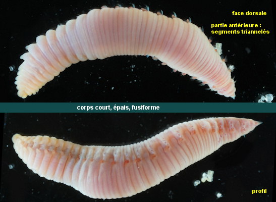 Travisia forbesii