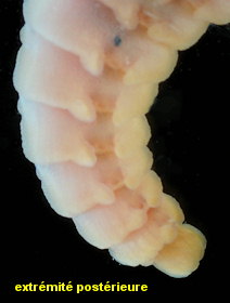 Travisia forbesii