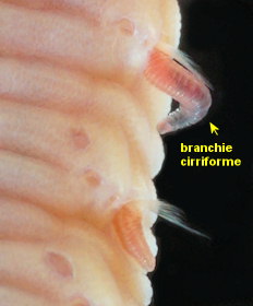 Travisia forbesii
