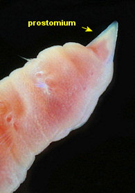 Travisia forbesii