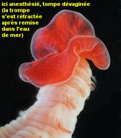 Travisia forbesii