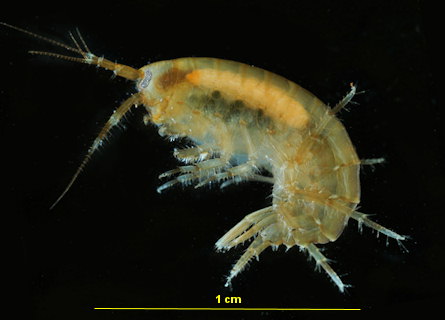 Fecampia