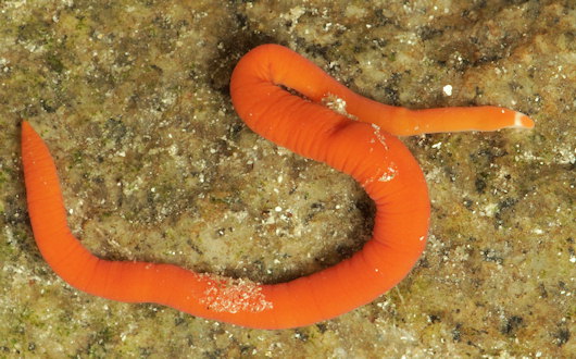 Leucocephalonemertes aurantiaca