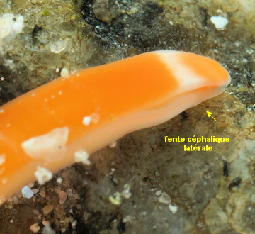 Leucocephalonemertes aurantiaca