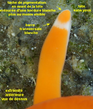 Leucocephalonemertes aurantiaca