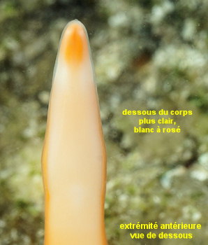 Leucocephalonemertes aurantiaca