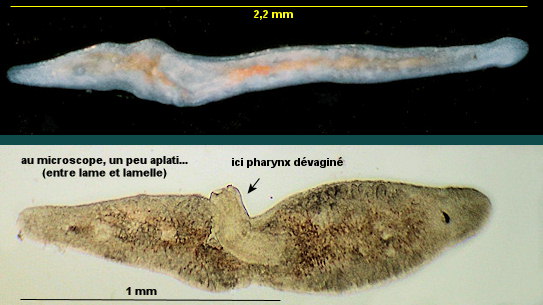 Monocelis
