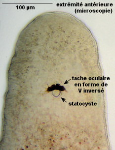 Monocelis