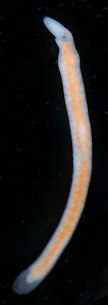 Monocelis
