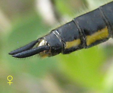 libellule à quatre taches femelle: extrémité abdominale