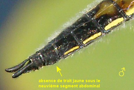libellule à quatre taches mâle: extrémité abdominale