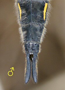 libellule à quatre taches mâle: extrémité abdominale