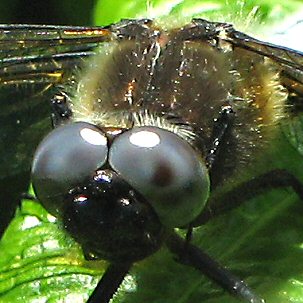 libellule fauve mâle adulte